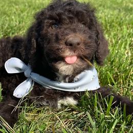 Tobey - Chocolate male Goldendoodle puppy in Osage City, Kansas from Golden Ridge Goldens