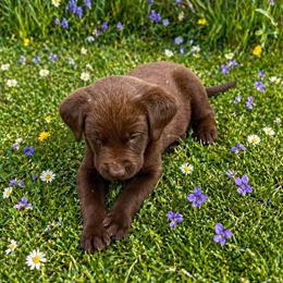 Benson - Chocolate male Labrador Retriever puppy in Archer Lodge, North Carolina from Archer Lodge Labradors