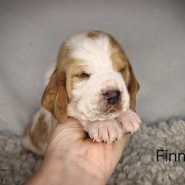 Finn - Lemon and white male Basset Hound puppy in Mack's Creek, Missouri from Mack's Creek Basset Hounds