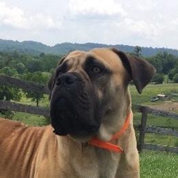 Katana - Boerboel