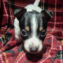 Onyx - White and black male Teddy Roosevelt Terrier puppy in Murray, Kentucky from Froschwald German Shepherds and Xanadu Teddy Roosevelt Terriers