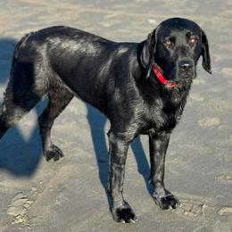 Tuva - Labrador Retriever