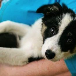 Border Collies from Heather Bandoli's Border Collies