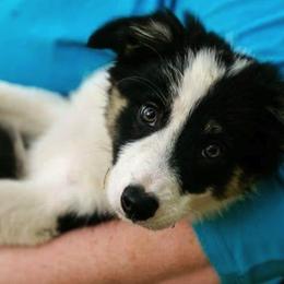 Border Collies from Heather Bandoli's Border Collies