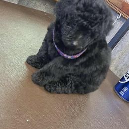 Girl 1 - Black female Poodle puppy in North Augusta, South Carolina from Tiny Paws Luxury Pets