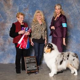 Collie All Grown Up from Commander Collies