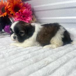 Taffy - Red and white female Shih Tzu puppy in Elgin, South Carolina from Silver Bells Paw Prints