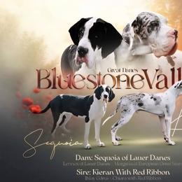 Great Dane puppies from Bluestone Valley Great Danes