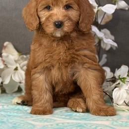Makani - Apricot female Goldendoodle puppy in Norton, Ohio from Keepsake Doodles