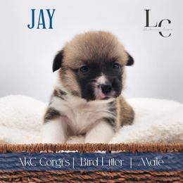 Jay - Red male Pembroke Welsh Corgi puppy in Pine Village, Indiana from NL Horsemanship