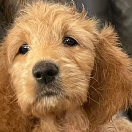Goldendoodles from Flora Family Goldendoodles