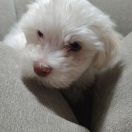 Trooper - White male Havanese puppy in Granger, Indiana from Melissa's Havanese