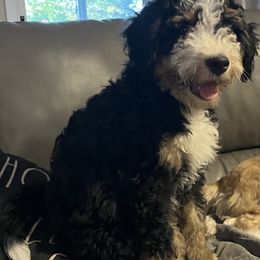 Bernedoodle Puppies from Orlando Bernedoodles