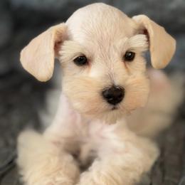 Copper - Wheaten male Miniature Schnauzer puppy in Moreauville, Louisiana from Bayou Schnauz and Dals
