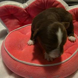 Chocolate girl - Chocolate and white female Chihuahua puppy in Clarksville, Indiana from Fabulous little paws
