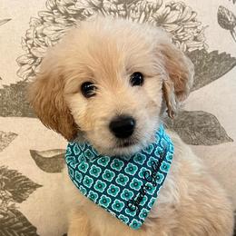 Tank - Cream male Goldendoodle puppy in The Woodlands, Texas from Gracie's Goldendoodles and Bernedoodles