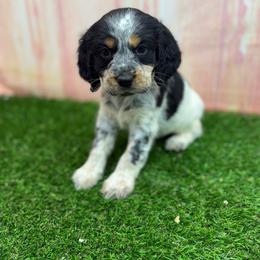 Jane - Tri-Roan female English Springer Spaniel puppy in Rogers, Ohio from StoneyBrook Setters