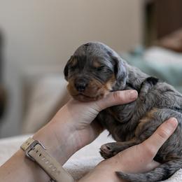Slalom - Standard Bernedoodle - Merle female Bernedoodle puppy in Eureka, Illinois from Joley Aire Family Dogs