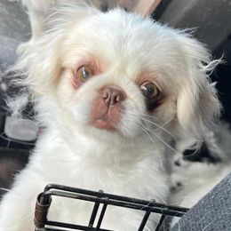 Luna - Pekingese