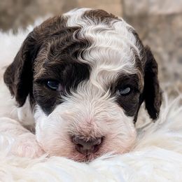 Poppy - Brown female Lagotto Romagnolo puppy in West Jordan, Utah from Salt Lake Lagotto