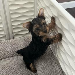 Brook - Black and tan female Yorkshire Terrier puppy in Laughlin, Nevada from Dani’s Yorkie’s