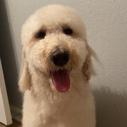 Bailey - Goldendoodle