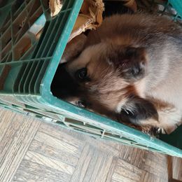 Icelandic Sheepdog Puppies from Glacier Point Icelandics
