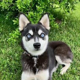 Iris - Alaskan Klee Kai