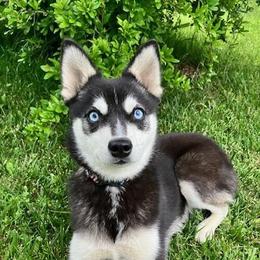 Iris - Alaskan Klee Kai