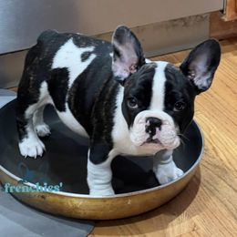 French Bulldog Puppies from Frenchies’ Bakery