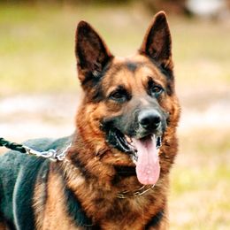 Dachshunds and German Shepherds from Garage Door Kennels