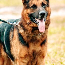 Dachshunds and German Shepherds from Garage Door Kennels