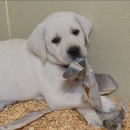 Winter-Green collor - Yellow male Labrador Retriever puppy in Middleburg, Pennsylvania from Countrylanes labs