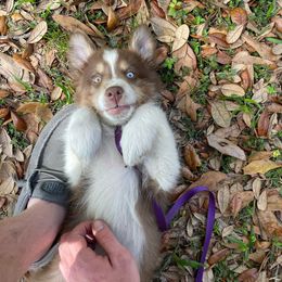 Kaynen - Australian Shepherd
