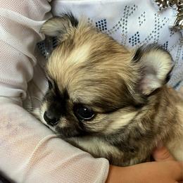 Rocket - Fawn and white male Chihuahua puppy in Tecumseh, Oklahoma from Callie’s Happy Chihuahuas, Callie’s Happy Treasures LLC