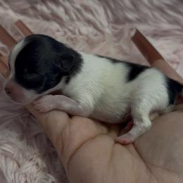 Cupid - Black parti male Pomeranian puppy in Wagoner, Oklahoma from Cascade Pomeranians