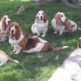 Basset Hounds from Castlewood Basset Hounds