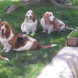 Basset Hounds from Castlewood Basset Hounds