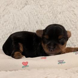 Paige - Black and tan female Yorkshire Terrier puppy in Gatesville, Texas from KontryKritterz Yorkies