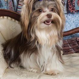 Yorkshire Terrier All Grown Up from Absolut' Parti Yorkies