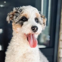 Meeka - Bernedoodle