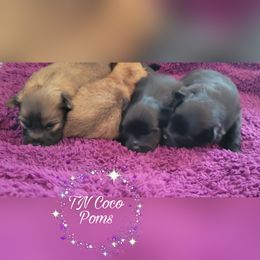 Pomeranian Puppies from TN Coco Poms