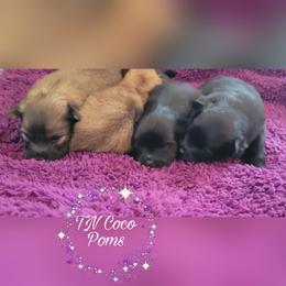 Pomeranian Puppies from TN Coco Poms