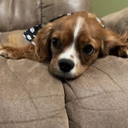 Rosie - Cavalier King Charles Spaniel