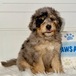 Uncle Sam - Curly Coat - Merle male Bernedoodle puppy in Beecher, Illinois from Erica’s Doodles