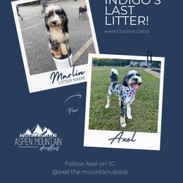 Assorted Doodle Crosses, Aussiedoodle, Australian Mountain Doodle, and Miniature Australian Shepherd Puppies from Aspen Mountain Doodles LLC