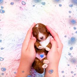 Mocha - Red  male Poodle puppy in Kissimmee, Florida from Poodle Doodle Kennels