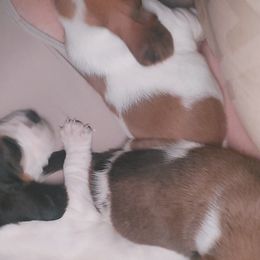 Basset Hound Puppies from Bodenhamer Hounds