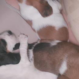 Basset Hound Puppies from Bodenhamer Hounds