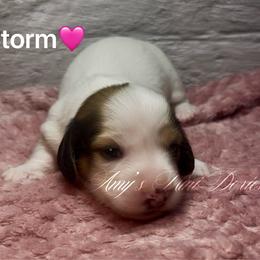 Storm - Piebald female Dachshund puppy in Jena, Louisiana from Amy’s Mini Doxies